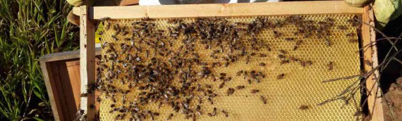 NfH – Feedback zum Projekt Bienenstöcke in den Guarani-Dörfern